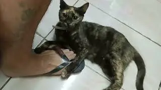 Gata loca asesinando mi pie #princesa #carey #manchita