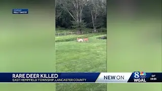 Rare piebald deer killed in Lancaster County prompts investigation