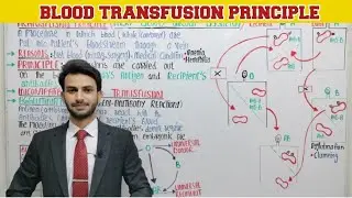 Blood Transfusion Principle | ABO Blood Group System | Inheritance| Genetics| Muneer | Urdu Hindi