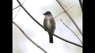 Olive sided Flycatcher