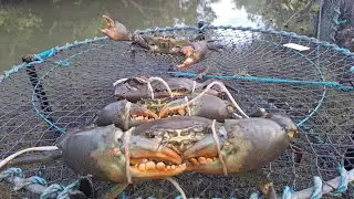 SEQ LAND BASE MUD CRABBING 