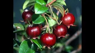 Обзор фруктов чилийской гуавы (Ugni Molinae)