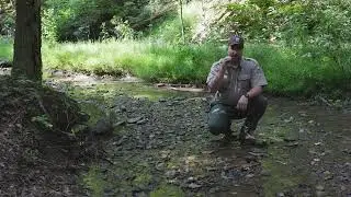 Reptile Awareness: Queen snake