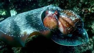 Curious Cuttlefish (Sepia apama)