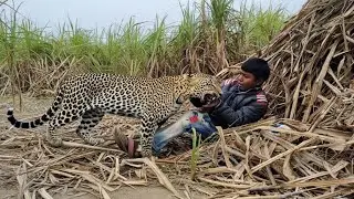 🚨Jungle safari animal attack 🐯 tiger attack in the forest 🌲