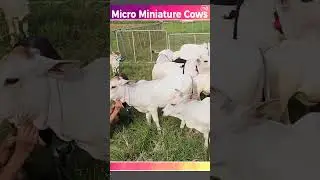 Micro Miniature Cows #cute #video #post #viral #animals #indian #good
