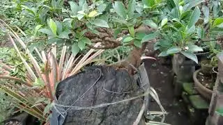 Ficus Floridana bonsai tree over rock style i  share ko lng po uli mga ka bonsai Lovers 😁💕💖🌱🌱🌳