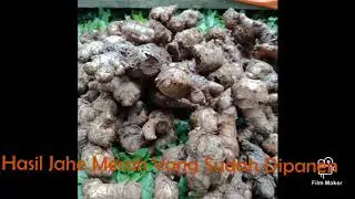 Bibit Jahe Merah Super Rumahan