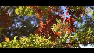 About Us | Big Forest Video