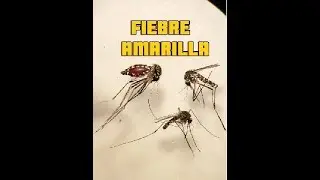 Fiebre amarilla #naturaleza #mosquito