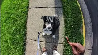 Morning Dog Walk Vlog | Cute Dog Moments 🐕 | Dog Walking Tips