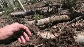 Caught On Video Yesterday Many Times  - Chasing a New Forest Fire