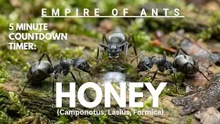 Empire Of Ants - 5 Minute Timer: Honey (Camponotus, Lasius, Formica)