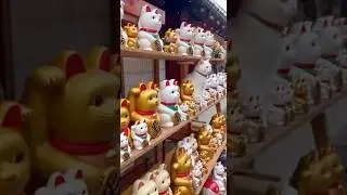 Cute Cat|招き猫の隣に、自ら福を『招く猫』が現れました。#cat #癒し動画 #aishorts