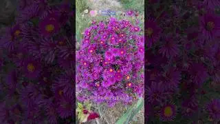 Beautiful Carmine Red Fall Aster gives you color well season into fall.#shorts #garden #gardenflower