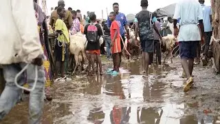 La saison des pluies rend difficile la vente et l'achat du bétail à l’abattoir de Port-Bouet