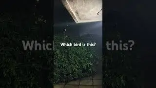 Which bird is this? #birdsoftheworld #bird #birdswatching #nature #birdsong #peace