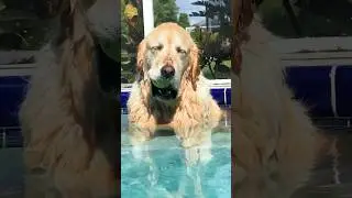 The dog looks tired 😂🤣🐶 #dog #fyp #foryou #dogsoftiktok #funnyvideos #pet #tiktok #funnydog