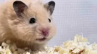 [Hamster Song-i] The Cutest Wiggly Nose Ever 🐹