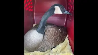 MY FINAL RESCUE OF 2023: CANADA GOOSE 