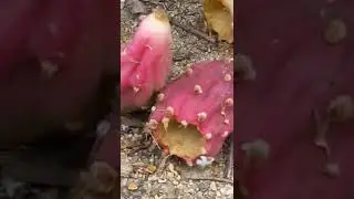 Prickly Pear cactus inside Nature area at Mile Square Park, Santa Ana California (8/21/2022) #shorts