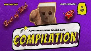 Funny Cats | Compilation 4 | WEEK 4 MAY 2020. Смешные котики - 4.