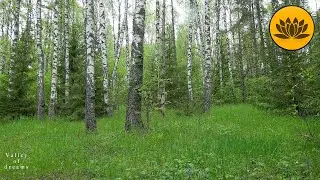 Успокаивающие Звуки Природы. Лес, Пение Птиц, 10 часов для Крепкого Сна и Отдыха