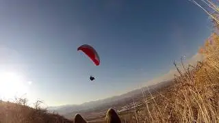 GoPro Dog Cam