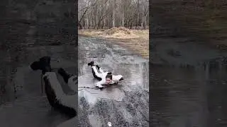 Funny dog zoomies #funny #dog