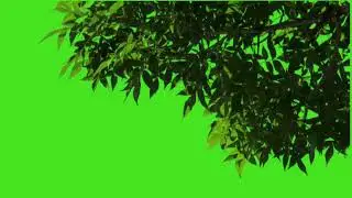 Tree falling with plants effect green screen kinemaster 4 | Tree effect template Vide | #short
