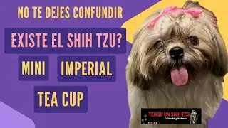 NO EXISTE EL SHIH TZU MINI, IMPERIAL O TEA CUP?