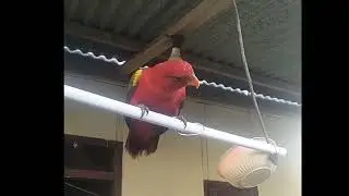 Pola hidup sehat burung,dan Badan tetap montok 