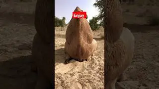 Camel meeting at Sahara desert #foryou #shorts #short #funny #enjoy #funniestvideo #funnyreel #funn