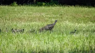 Wild Turkey: Behavior (10 August 2025)