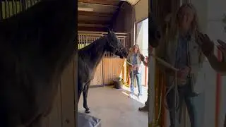 Back with OSU's Bullet to help realign his jaw. #animalchiropractic #chiropractor #horse