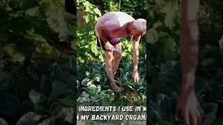 Cook with ingredients from your own vegetable garden