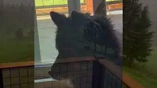 Watch Dog&rsquo;s Unusual Behavior Before Epic Wind Storm and Making Sure House is Safe Before Entering It