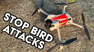 Остановите нападения птиц на ваш дрон &mdash; DJI Mini 4 Pro