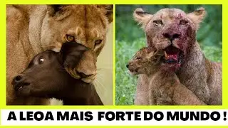 MA DI TAU - A LEOA mais CORAJOSA da HISTORIA