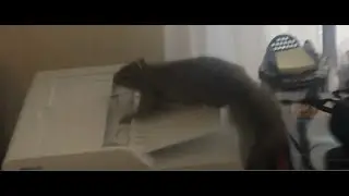 My Dog Is Crying.There&rsquo;s a Squirrel in the Chimney.I&rsquo;m on the TABLE and THE SQUIRREL GUY SAYS THIS?!