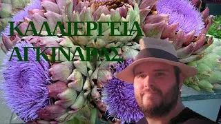 ΚΑΛΛΙΕΡΓΕΙΑ ΑΓΚΙΝΑΡΑΣ OGEOPONOS.FARM ΟΝΟΥΦΡΙΟΣ ΔΗΜΗΤΡΑΣ