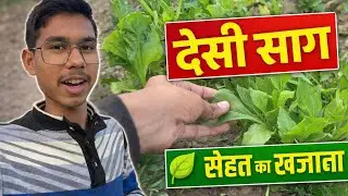 💪 देसी साग: गांव की सबसे सेहतमंद सब्ज़ी