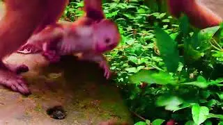 cute baby monkey2023 20