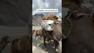 Cold Desert of India #lehladakh #desert #travelblogger