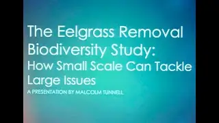 The Eelgrass Removal Study: Malcolm Tunnell