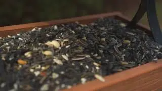 Wild Bird Center's Fly Through Feeder