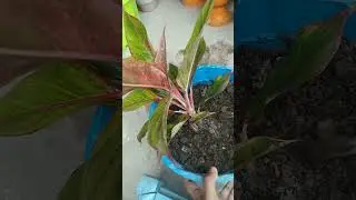 # Aglaonema plant care in winter # indoor plant care # Meri Bagiya Vlogs ❤️# बागवानी सीखे