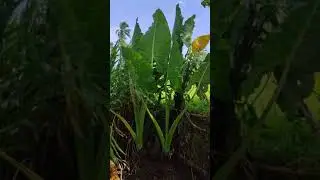 Giant Taro