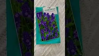 Лаванда из семян  - первые всходы Lavender from seeds - the first shoots