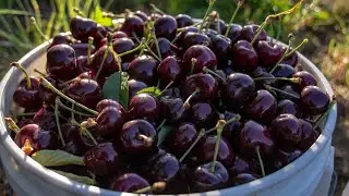 Behind The Scenes - Packing Washington Cherries